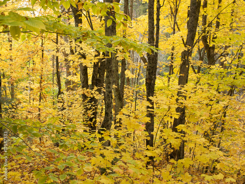 Automne au Canada