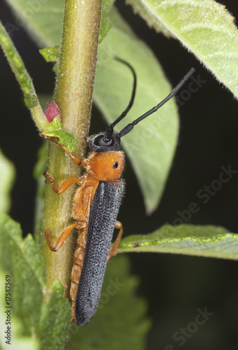 Eyed longhorn beetle (Oberea oculata) Macro photo. photo