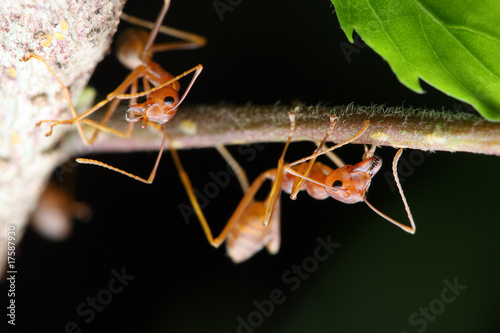 Weaver Ants