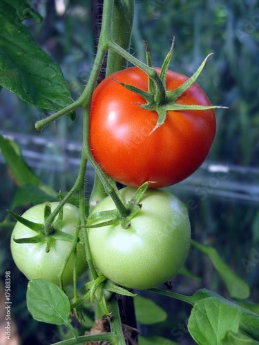 tomatoes