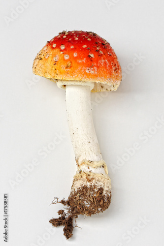 Amanita muscaria, fly agaric