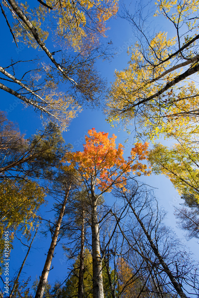 autumn forest autumn forest