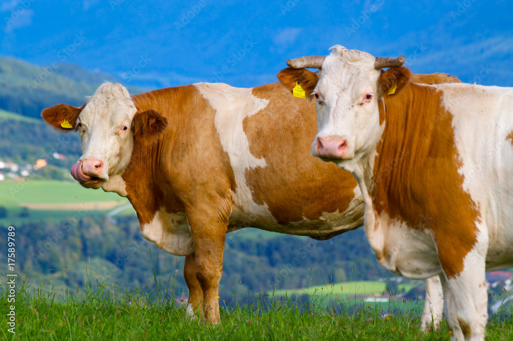 Beautiful cows Beautiful cows