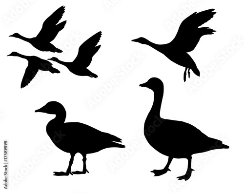 silhouette  geese on white background