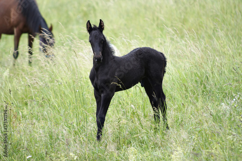 black colt - male foal