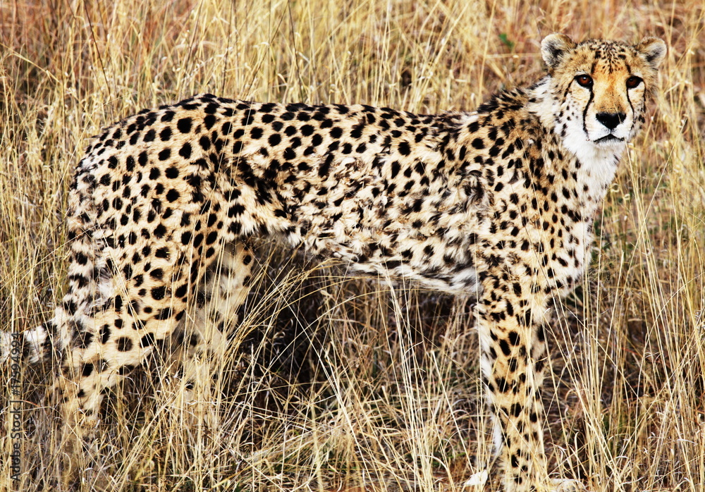 Obraz premium Gepard