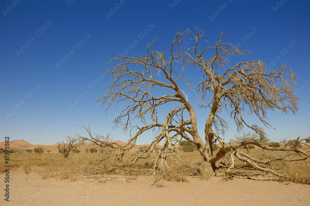 Trockener Baum in der Namibwüste