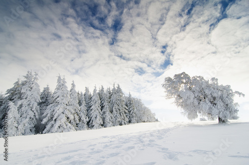 Winterbäume_2 © danielschoenen
