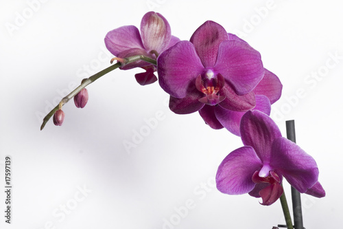 Fototapeta Close up of a purple orchid - isolated on white background
