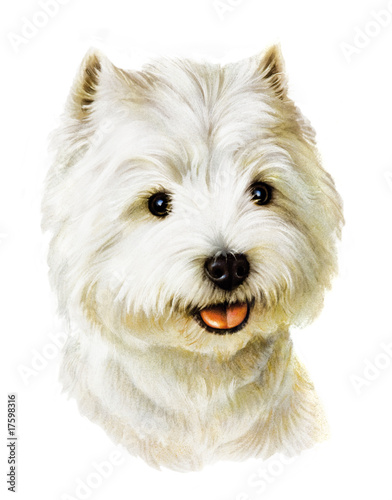 West Highland Terrier