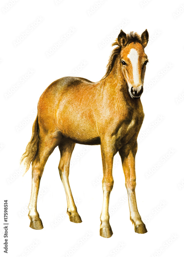 Naklejka premium Fohlen