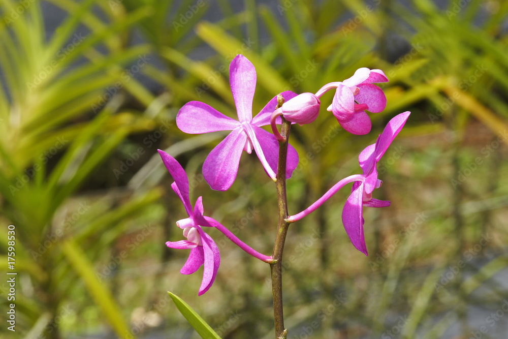 Orchid,Erawan Nationalpark,Thailand, Orchid,Erawan Nationalpark,Thailand,