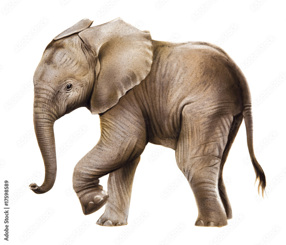 Obraz premium Elefant