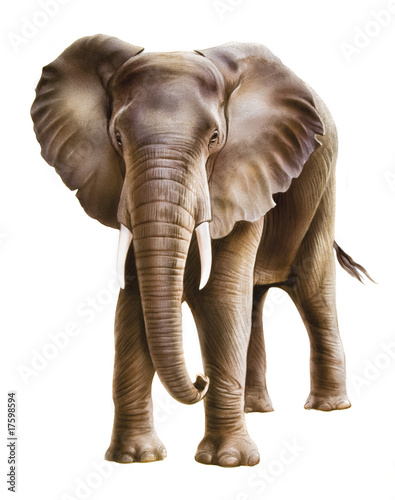 Elefant photo