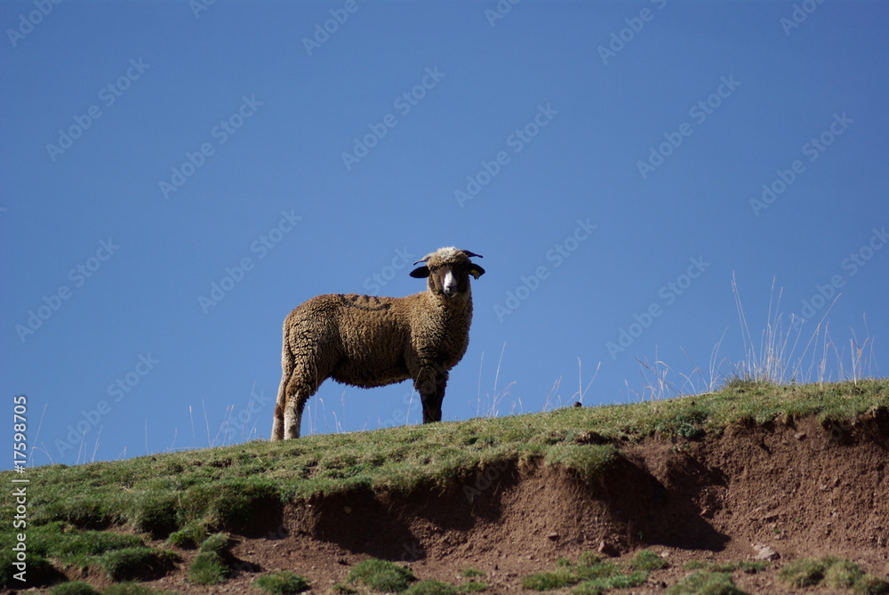 Fototapeta premium mouton montagne