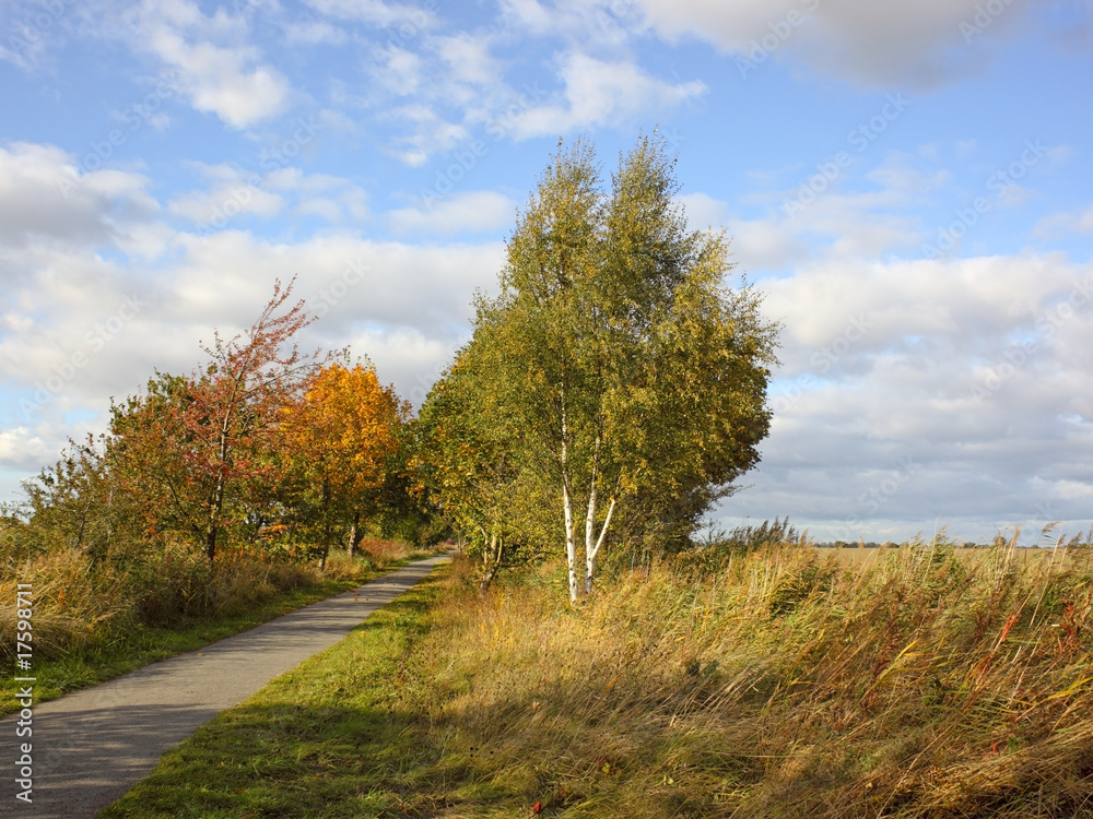 Naklejka premium autumn cycle path