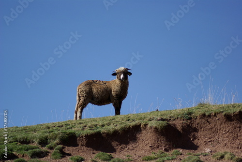 mouton montagne © philippe