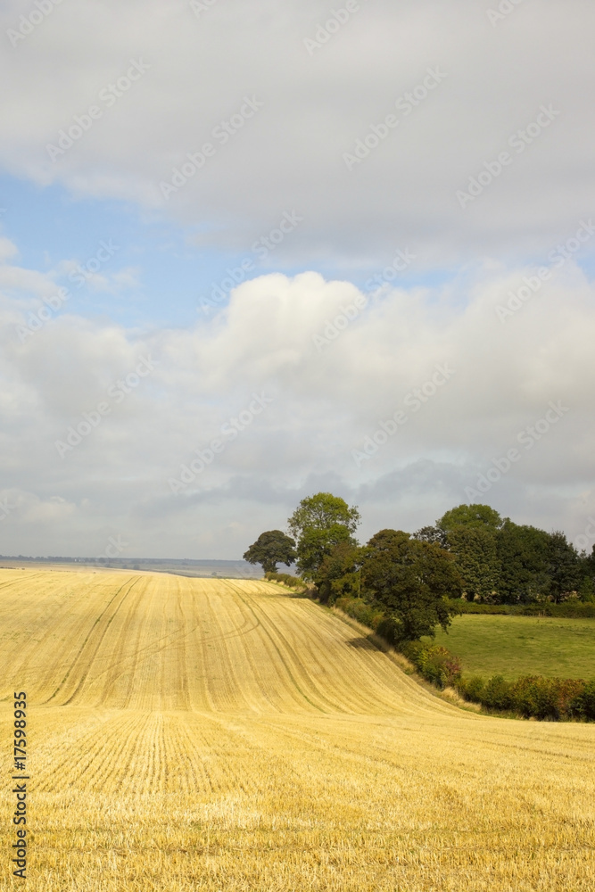 Naklejka premium clouds over stubble
