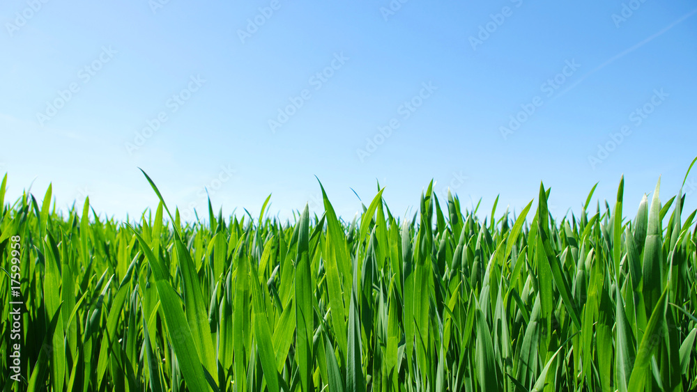 Fototapeta premium Beautiful green lawn