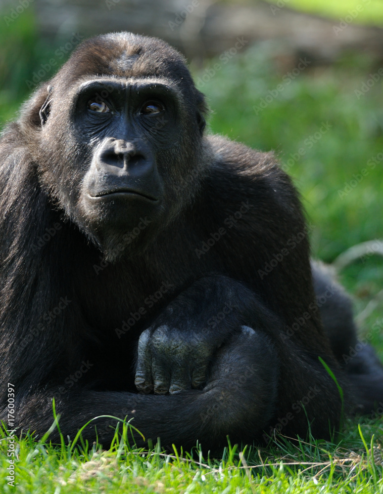 female gorilla female gorilla