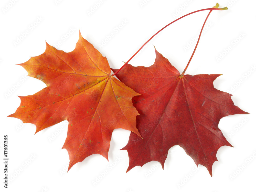 Naklejka premium two maple leaves