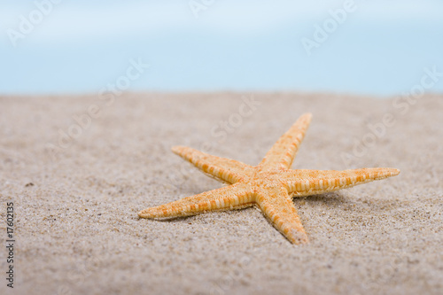 Seesstern im Sand