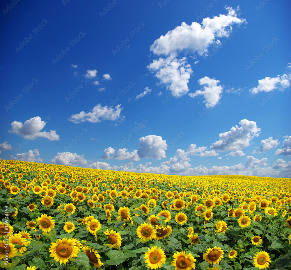 sunflower field sunflower field