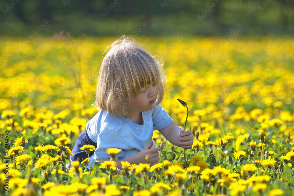 boy in a dandelion field boy in a dandelion field