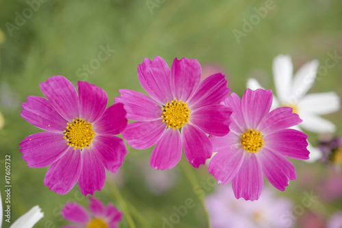 Pink flowers