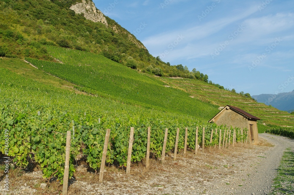 Fototapeta premium vignes de savoie
