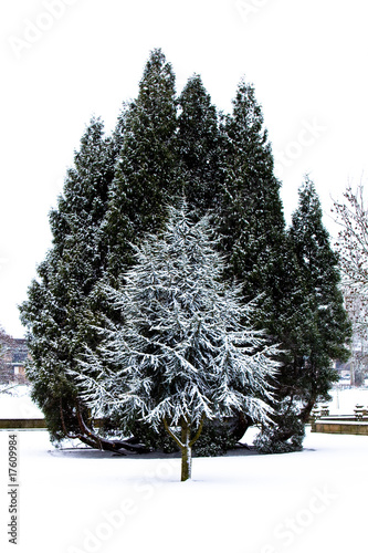 snowed on trees photo