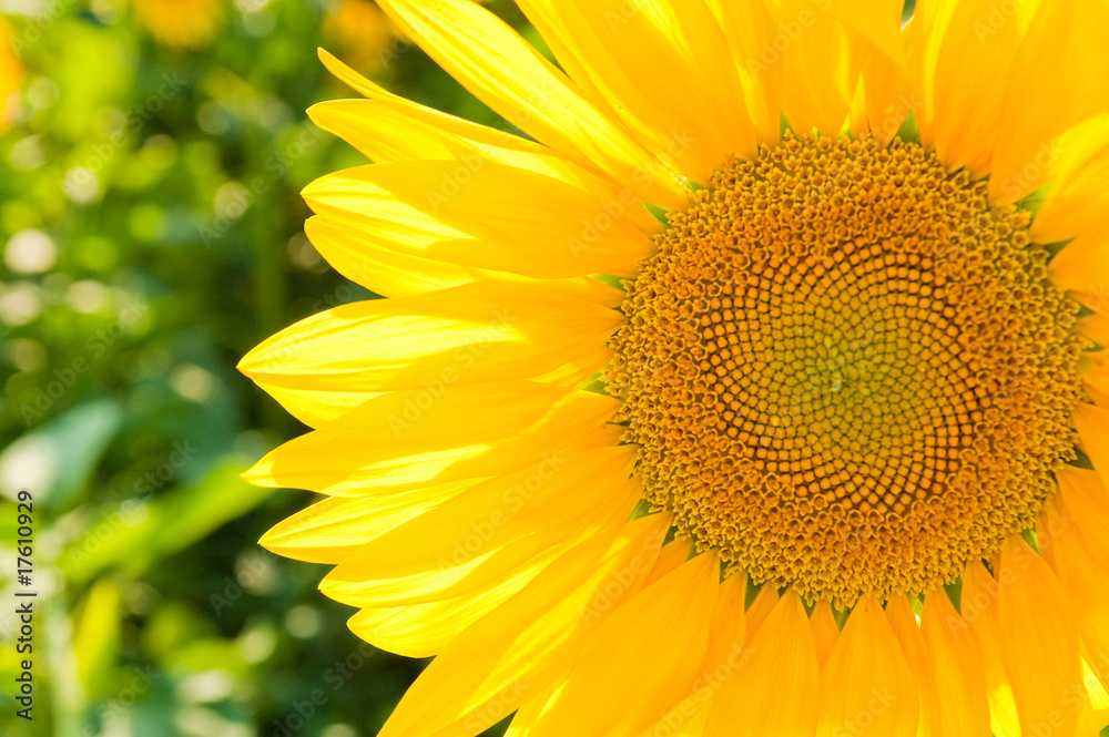 Naklejka premium sunflower on the field