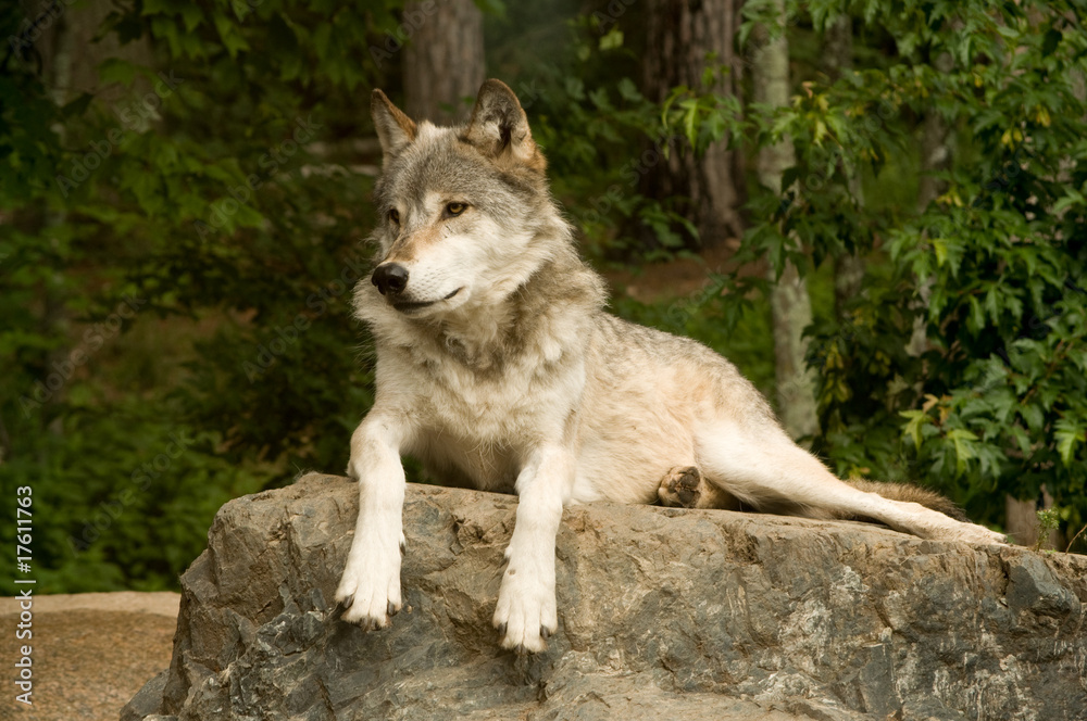 Naklejka premium watchful great plains wolf