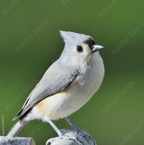 Tufted Titmouse