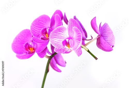 Orchid flower © Ronen