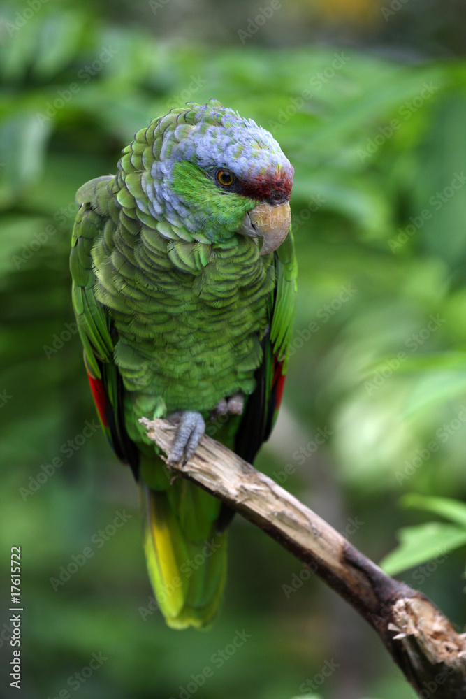 amazone à tête lilas,amazona finschi amazone à tête lilas,amazona finschi