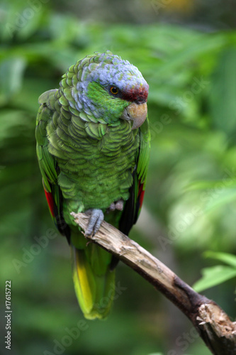 amazone à tête lilas,amazona finschi photo