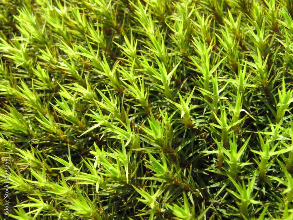 backgrounds - grass backgrounds - grass