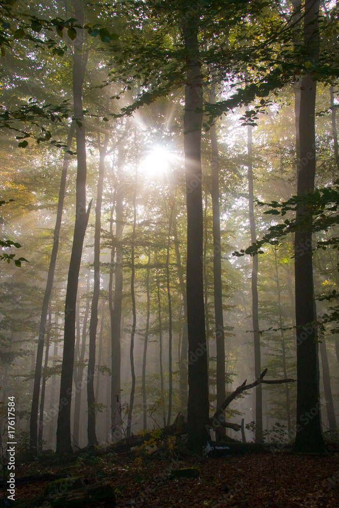 Herbstidylle im Nebelwald