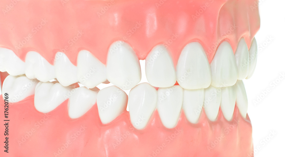 Obraz premium Gebiss 21