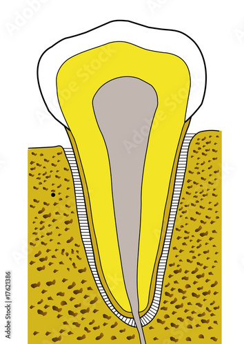 sezione dente - odontoiatria