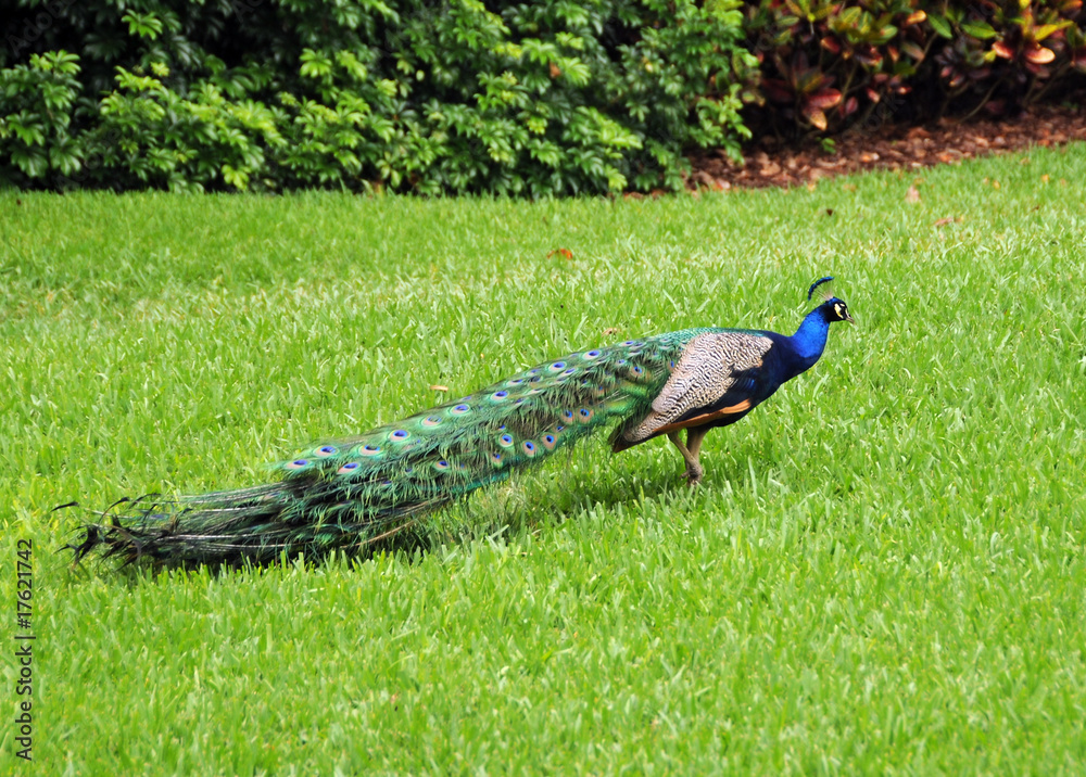 Naklejka premium Male peacock