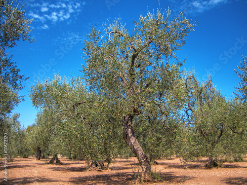 Olives tree. Puglia.