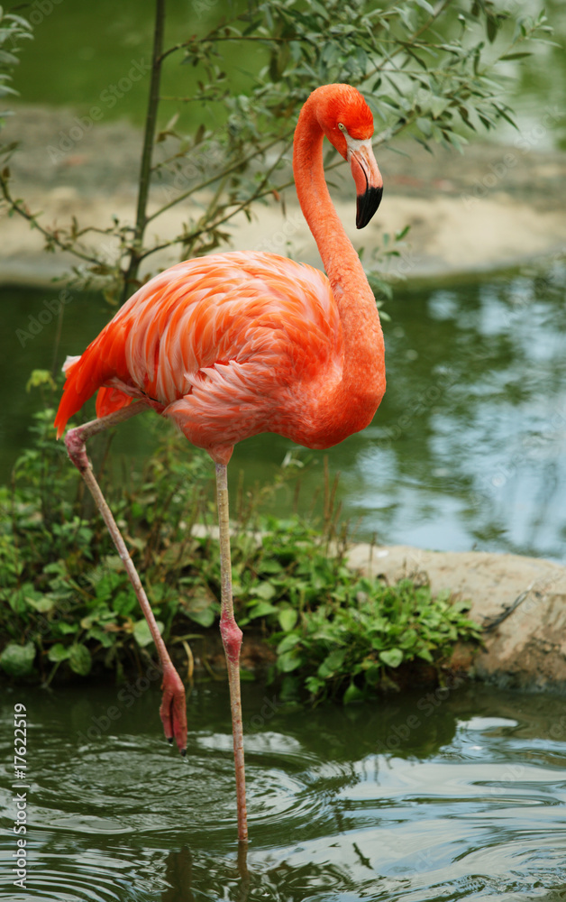 Obraz premium American Flamingo standing on the single leg in water