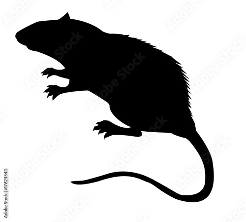 silhouette of the rat on white background