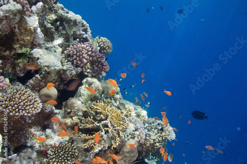 Fototapeta Naklejka Na Ścianę i Meble -  Photo of coral colony