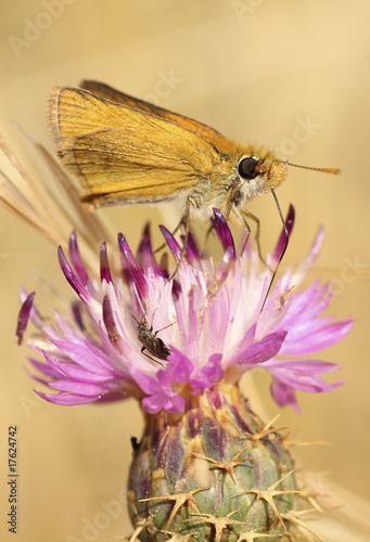 Ochlodes venata photo