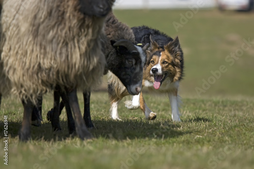 Border Collie Hütehund Schafe hüten
