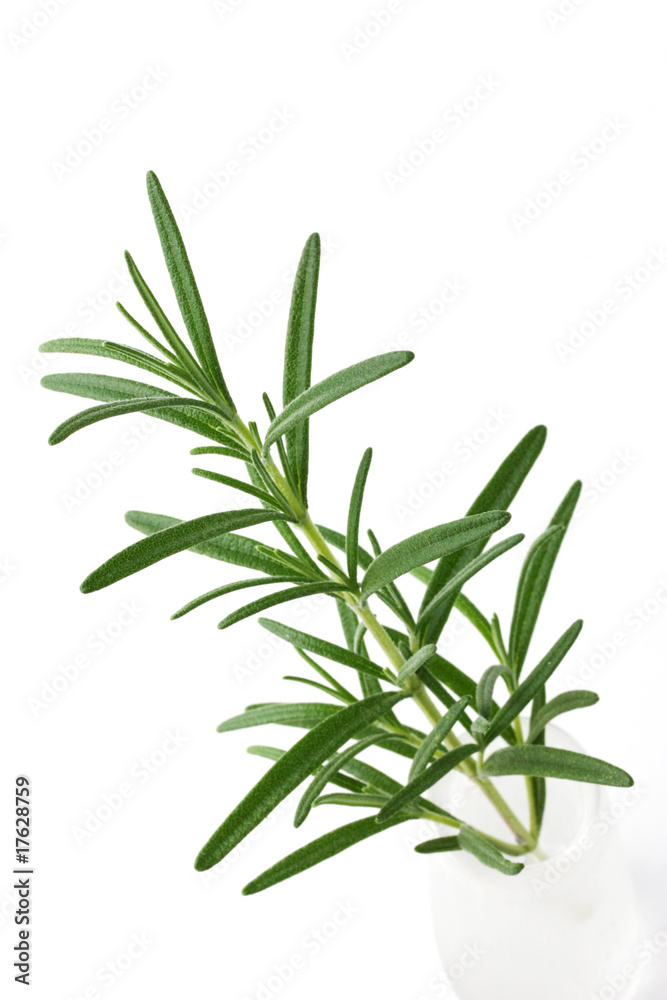 Fototapeta premium Rosemary