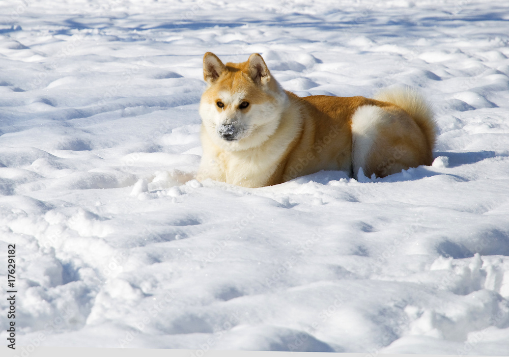 Akita dog winter